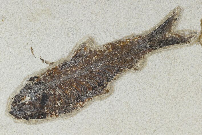 Fossil Fish (Knightia) - Green River Formation #113995